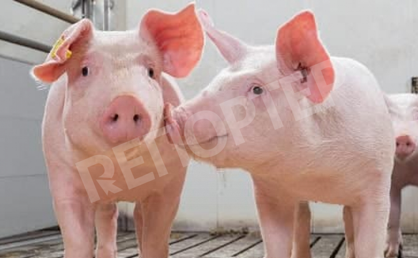 Днепропетровщина обновит свинушек с помощью генетиков