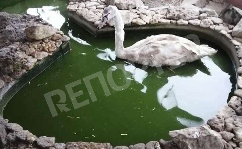 Криворожане спасли обессиленного лебедя Криворожане спасли обессиленного лебедя
