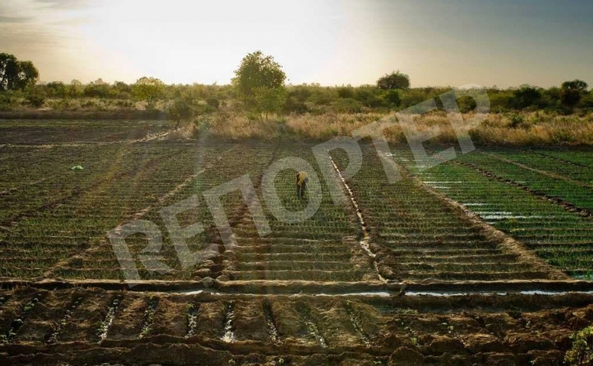 Прокуратура требует от фермера освободить 132 га земли возле Кривого Рога