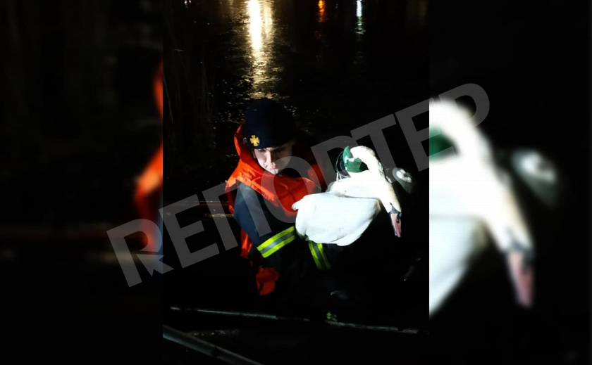 Криворожские спасатели не дали погибнуть замерзающему лебедю