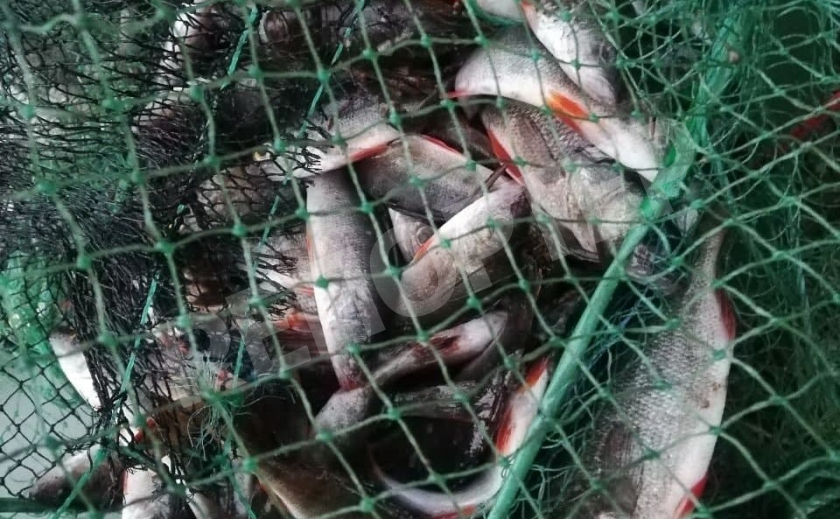 В Кривом Роге браконьеры мешают рыбе нереститься