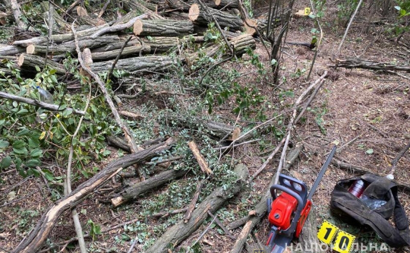 У Кривому Розі викрили злочинців, які незаконно вирубували ліс і спричинили 500 млн грн збитків