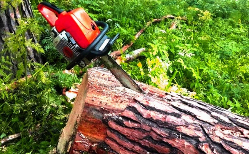 На Дніпропетровщині знищено дерев на майже 11 млн грн