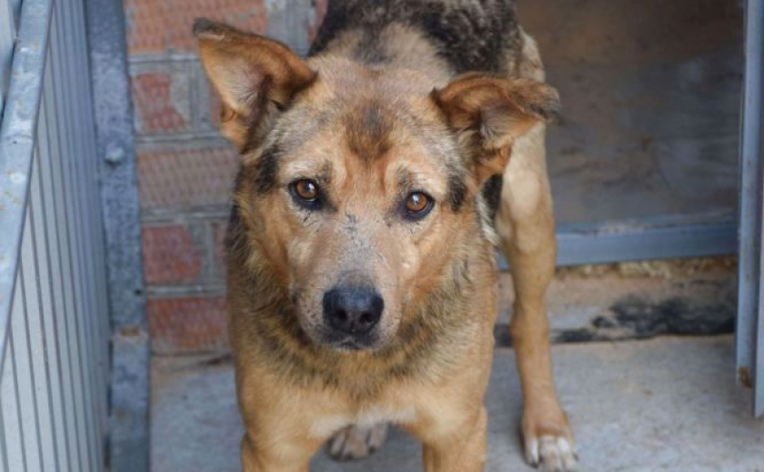 Жорстоке поводження з тваринами: мешканку Кривого Рогу судитимуть за травмування безпритульного собаки
