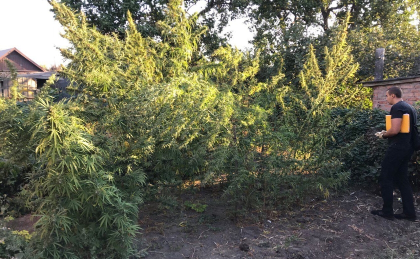 Вирощувала жінка на присадибній ділянці: у Кривому Розі на приватному подвір’ї поліцейські виявили посів конопель