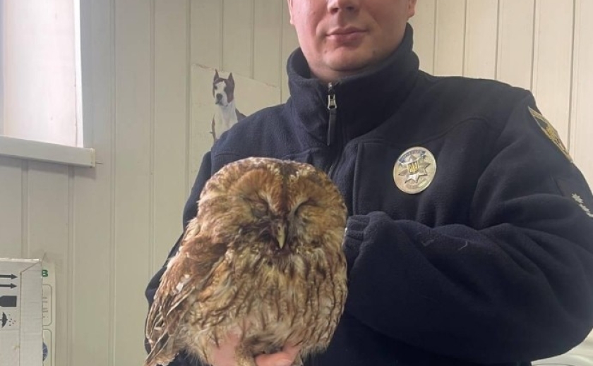 Криворізький поліцейський врятував поранену сову