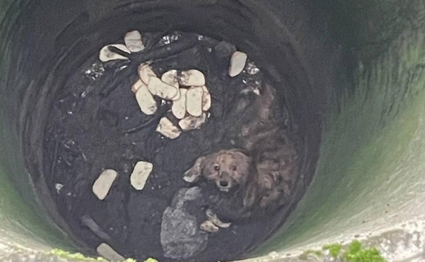 Порятунок чотирилапого: у Кривому Розі поліцейські врятували життя знесиленому собаці