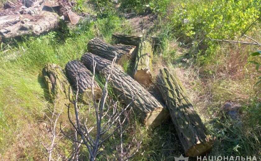Криворізькі правоохоронці викрили чоловіка, причетного до незаконної вирубки лісу
