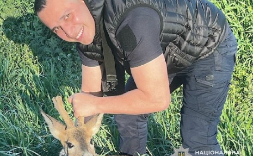 Поліцейські Криворіжжя врятували травмовану косулю Поліцейські Криворіжжя врятували травмовану косулю