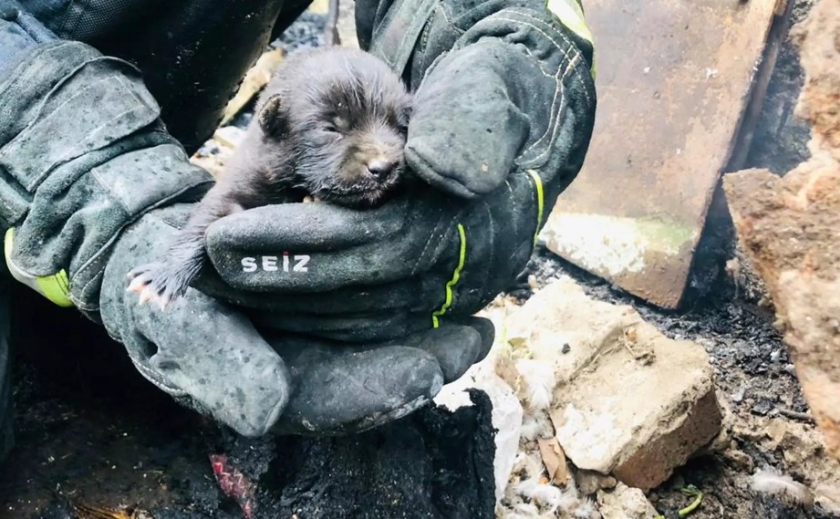 У Криворізькому районі надзвичайники під час пожежі врятували цуценя