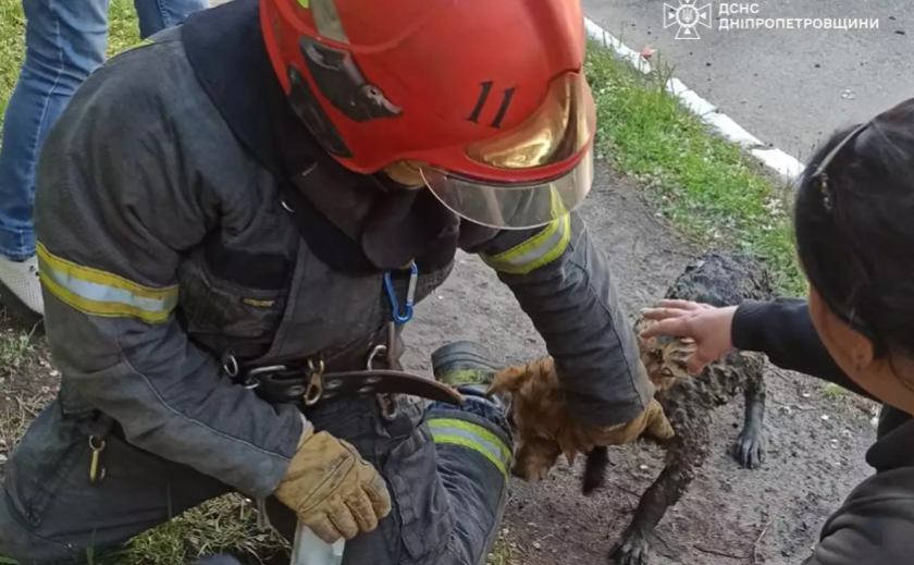 Криворізькі надзвичайники допомогли собаці, яка впала у комунікаційний колодязь