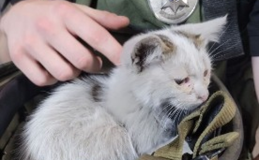 Другий шанс на життя: слідча з Кривого Рогу врятувала кошеня з-під завалів після ворожої атаки Другий шанс на життя: слідча з Кривого Рогу врятувала кошеня з-під завалів після ворожої атаки
