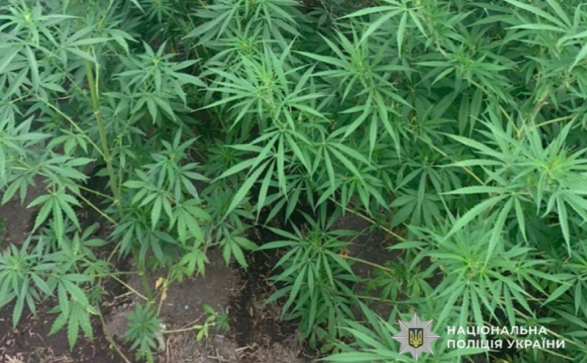 Поліція Криворізького району викрила чоловіка у незаконному вирощуванні конопель