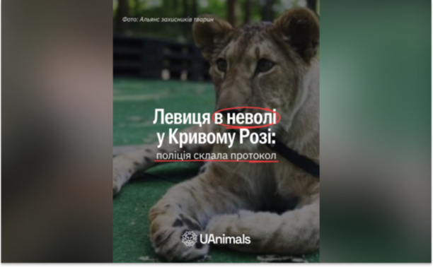 У Кривому Розі поліцейські зафіксували порушення умов утримання левиці