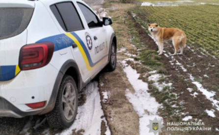 На Криворіжжі поліцейський допоміг повернути загублену собаку власникам
