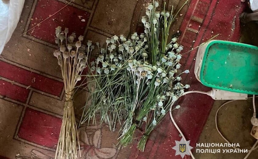 На Криворіжжі у 69-річного чоловіка виявили плантацію конопель і понад сотню рослин маку
