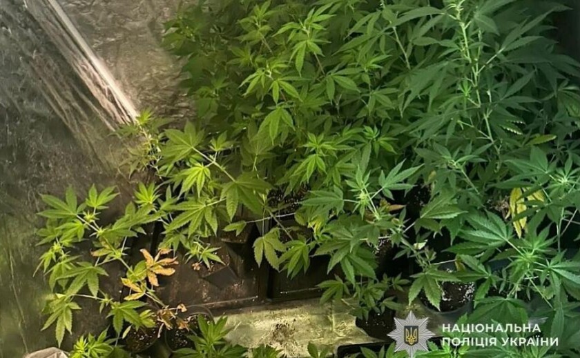 Незаконне вирощування конопель у квартирі: правоохоронці Кривого Рогу завершили розслідування