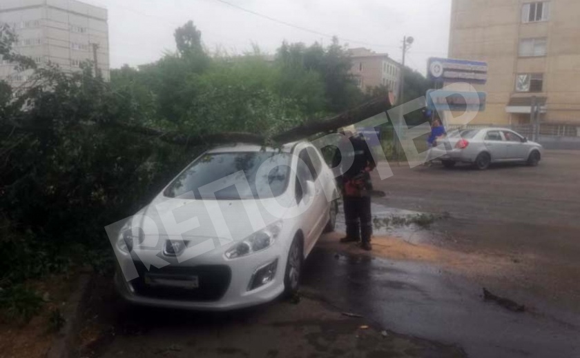 В Кривом Роге дерево упало на автомобиль